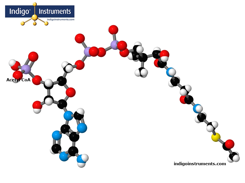 Acetyl CoA
