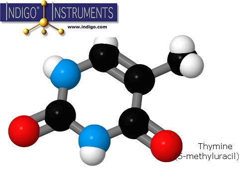 Thymine