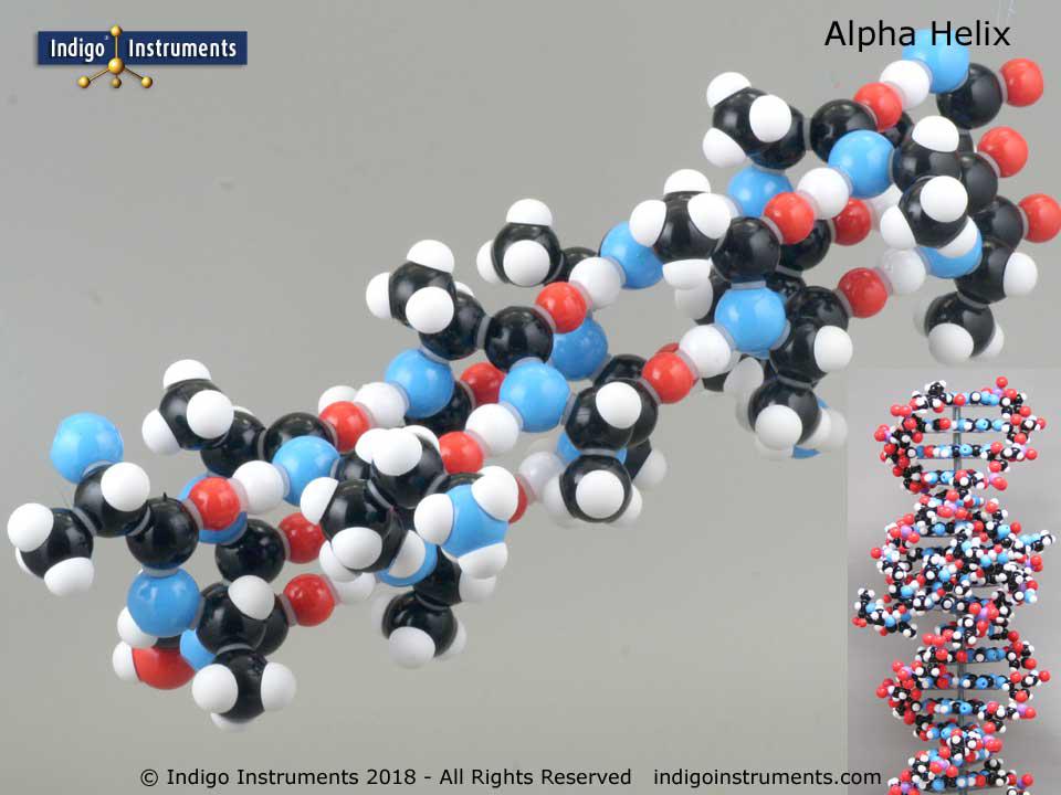 Assembled Alpha Helix Model