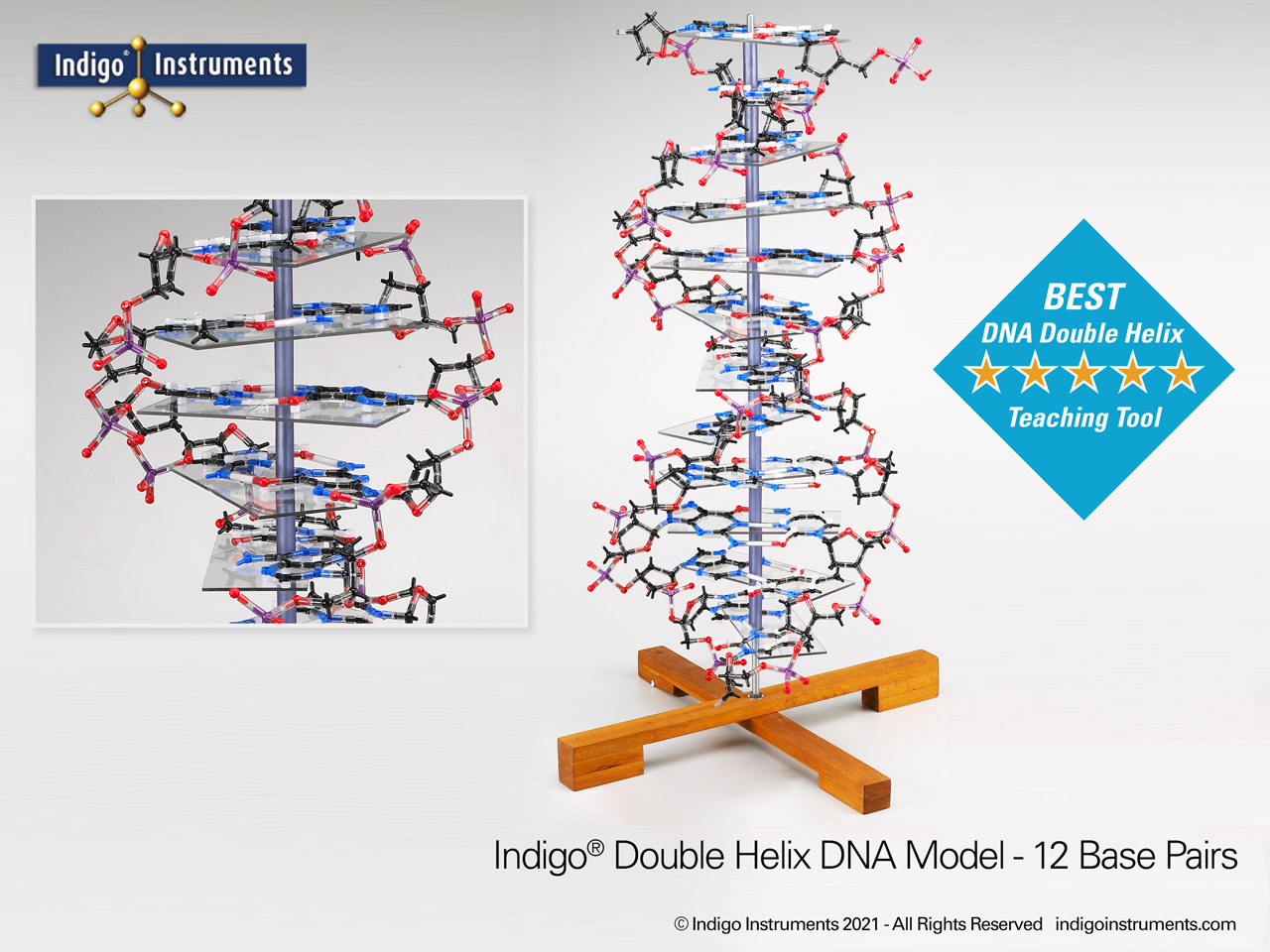 Dna Double Helical Structure Models 12 17 22 36 Bases From Indigo