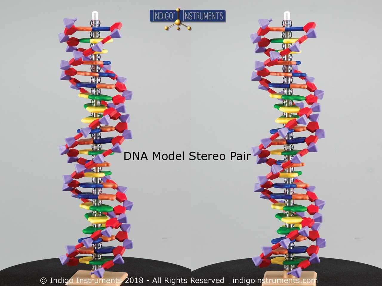 Dna Double Helical Structure Models 12 17 22 36 Bases From Indigo