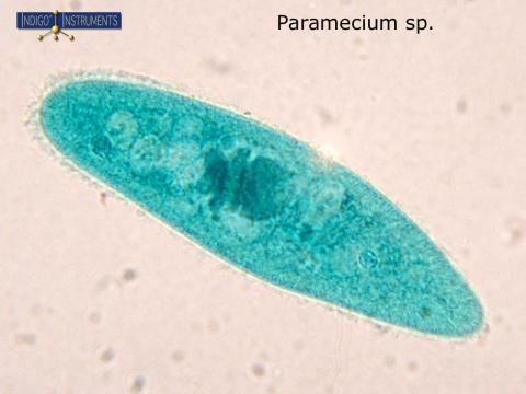  Paramecium  sp Microscope Image of Cilia and Organelles