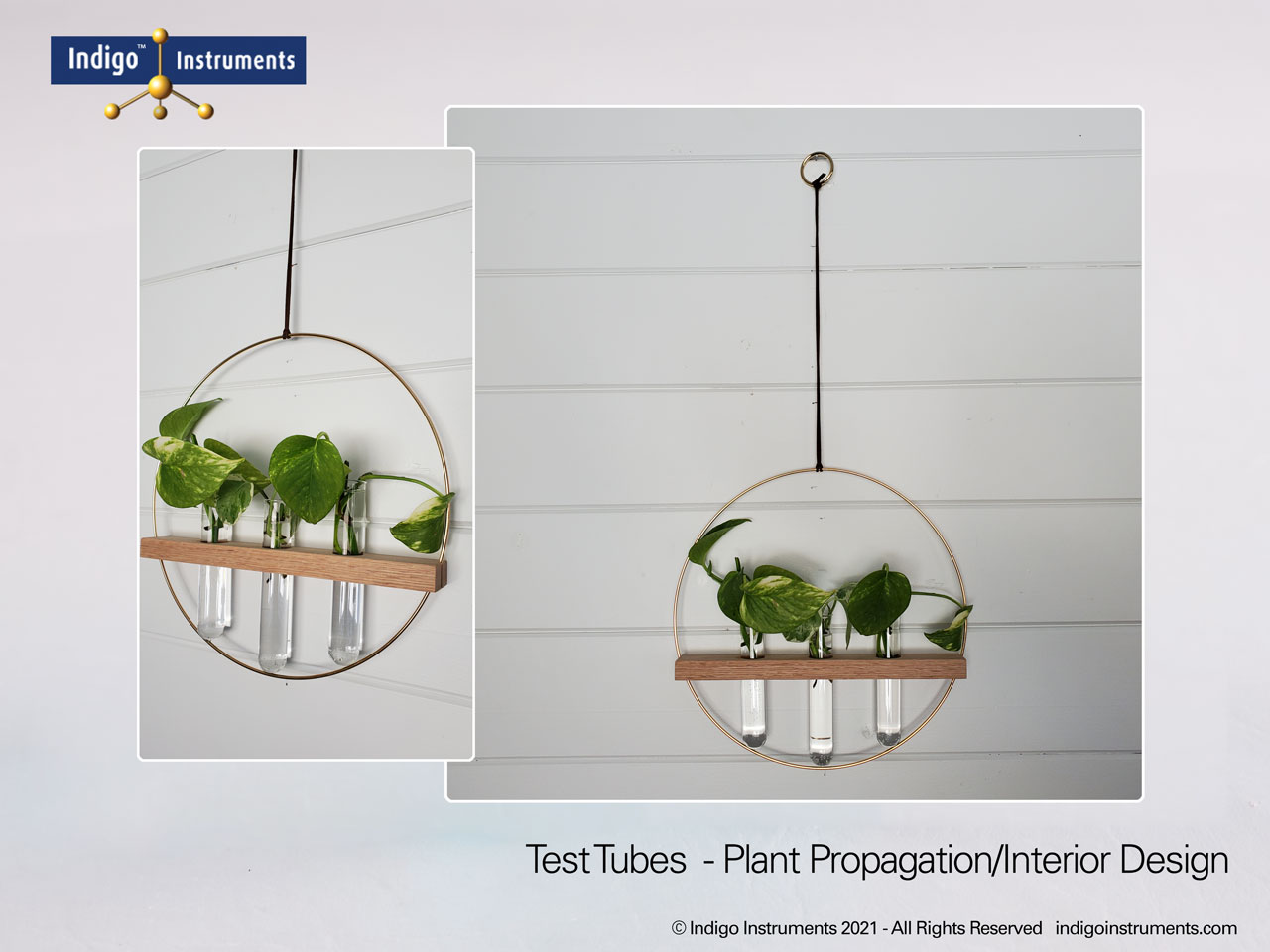 Plant Propagation Wall Mounted Hanging Glass Test Tube Wooden Planter