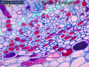 Basic Botany Photo CD