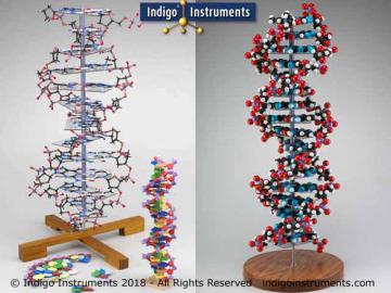 DNA Double Helix Models