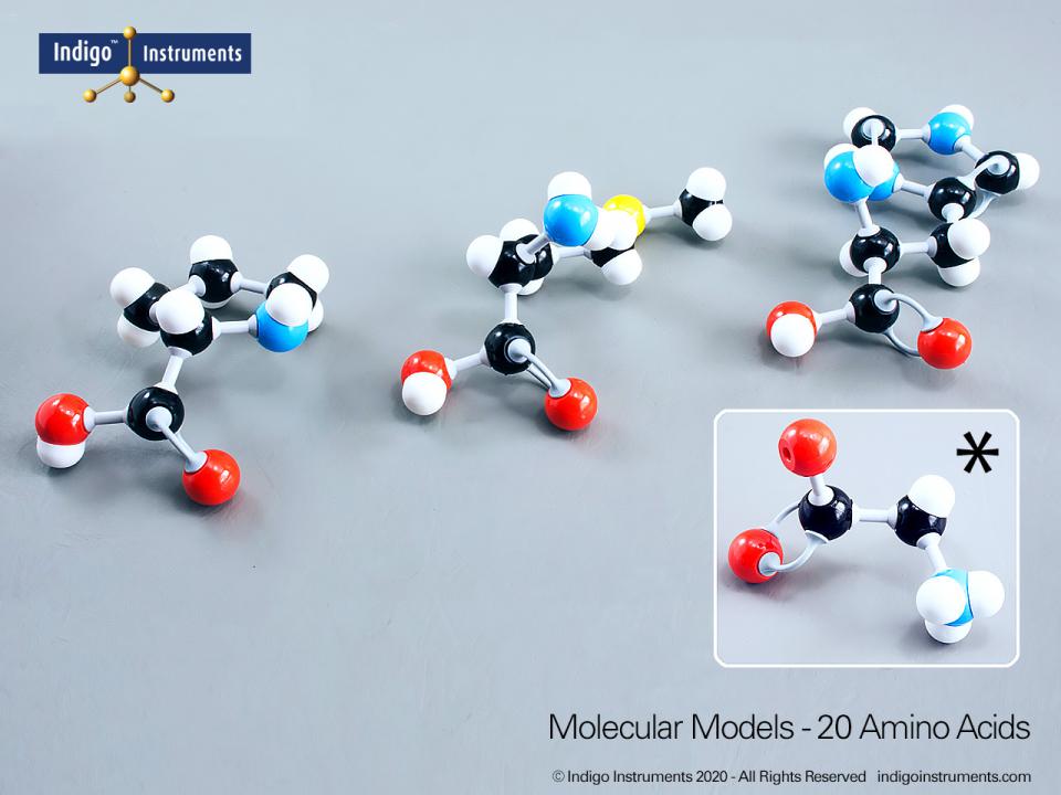 Amino acids, 20 essential, Molymod hybrid style