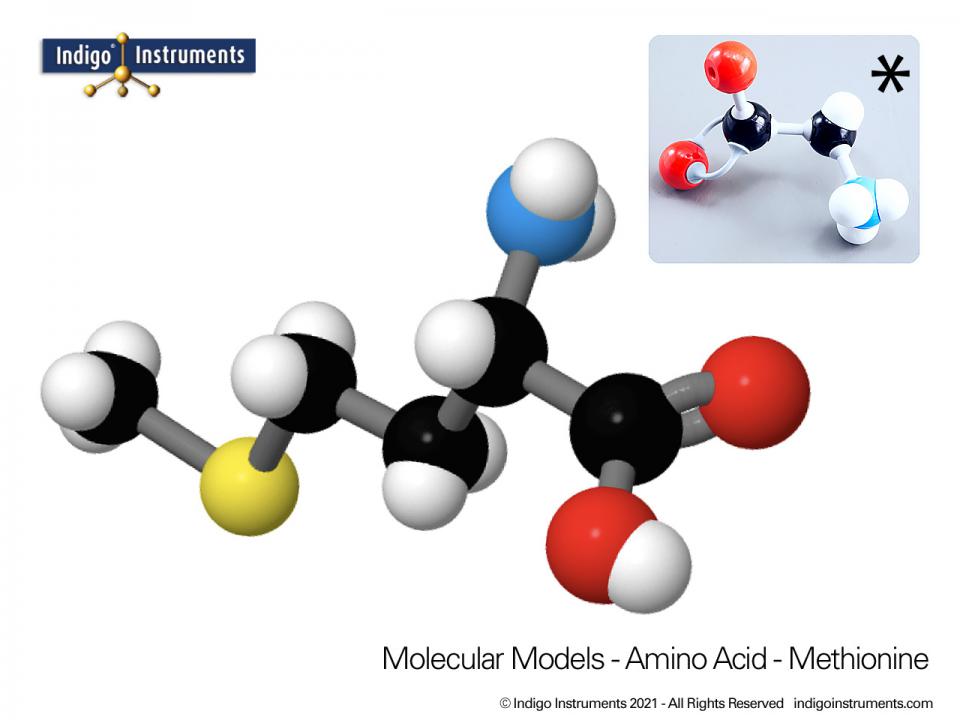 20 Amino Acids Molecular Model Kit, Molymod Hybrid Style