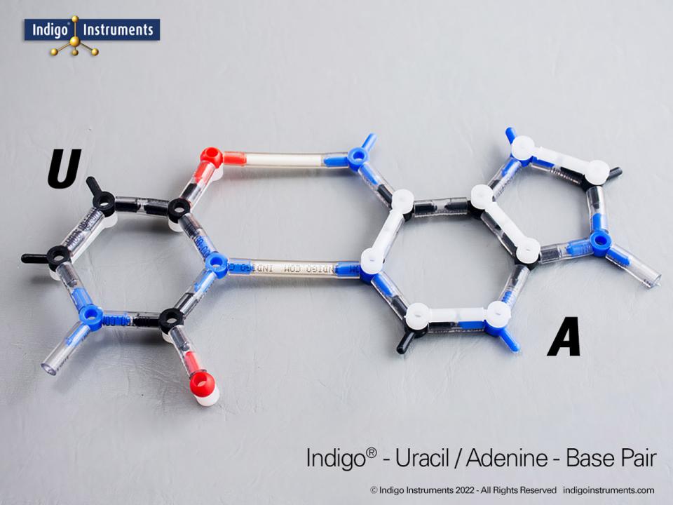 Uracil Pairs With Jiskha _ Uracil Pairing – QEKAE