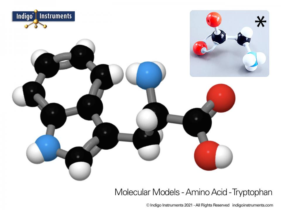 Tryptophan Structure Amino Acid Molecular Model, Molymod Style
