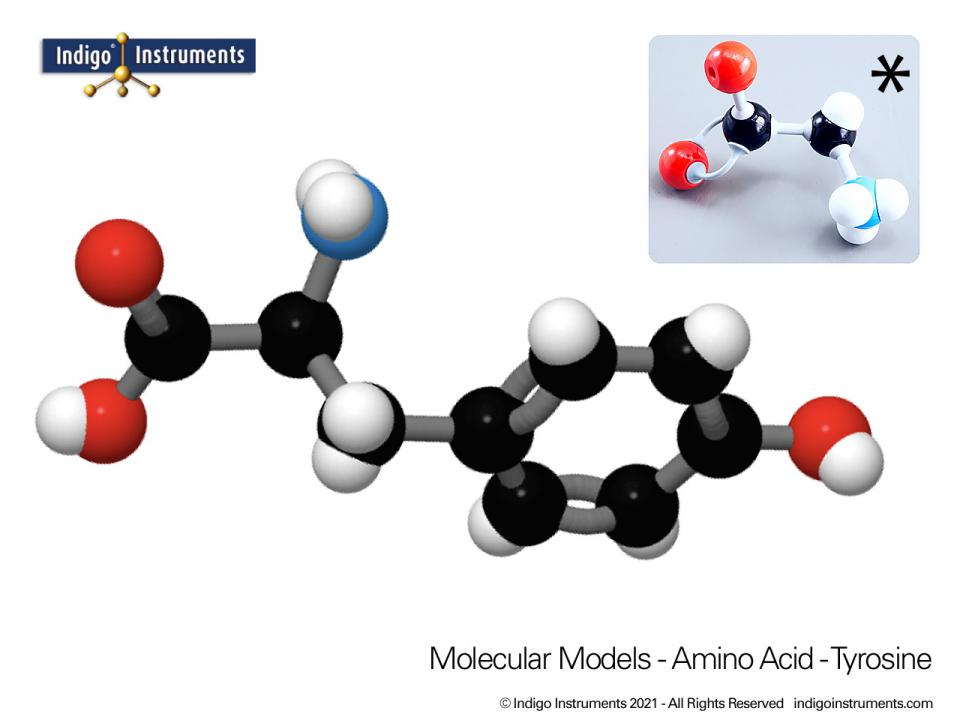 Tyrosine Structure: Amino Acid Molecular Model, Molymod Style