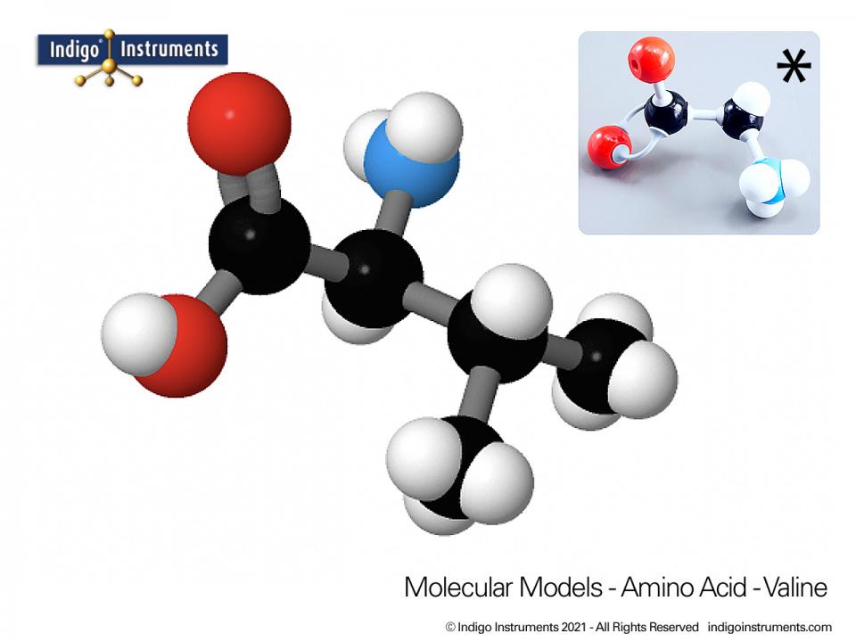 Valine Structure Amino Acid Molecular Model, Molymod Style