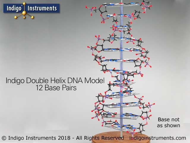 DNA Molecule Model Teaching Lab Demonstration, 12 Base